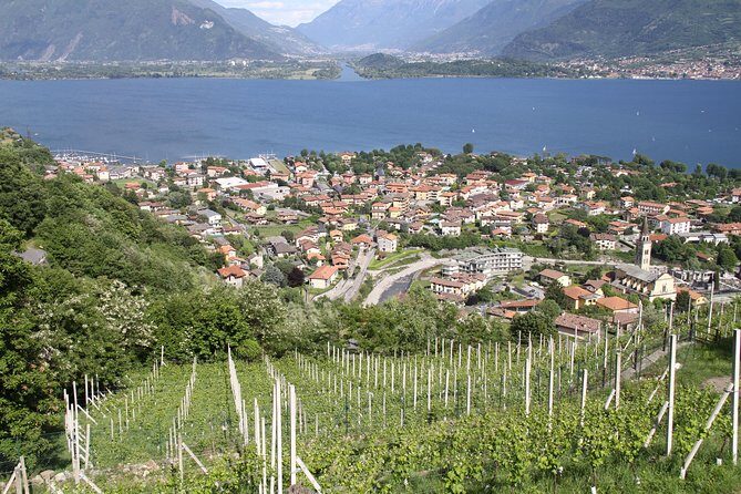 Domaso: Wine Tasting at the Winery on Como Lake - Who this winery tasting is best for