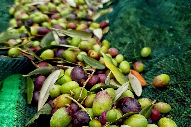 E.V.O. oil of Lake Como tasting+ food pairings - Key highlights you’ll care about