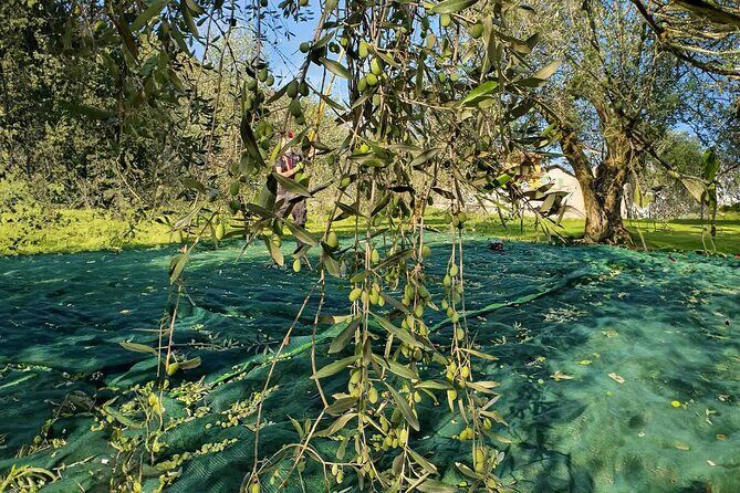 E.V.O. oil of Lake Como tasting+ food pairings - Should you book? My honest take