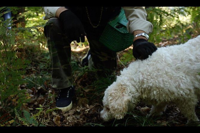 Mushroom or Truffle Hunting - Key highlights before you go