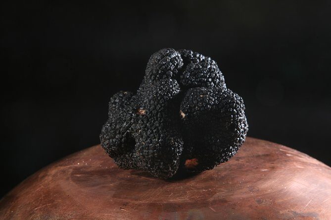Mushroom or Truffle Hunting - Snacks, drinks, and the food question (don’t assume)