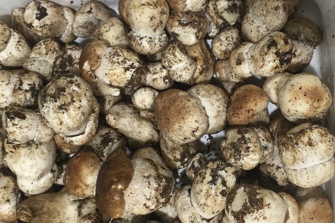 Private Hunting Of Truffle And Mushrooms With Chef Luigi Gandola In Bellagio - The hunt: how you actually find truffles and mushrooms